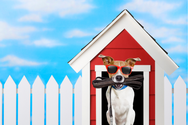 Neuer Gassidienst ganz neu in Linz