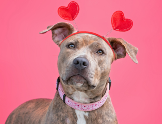 Baron sucht Schloss mit Familienanschluss