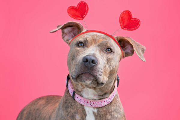 Baron sucht Schloss mit Familienanschluss